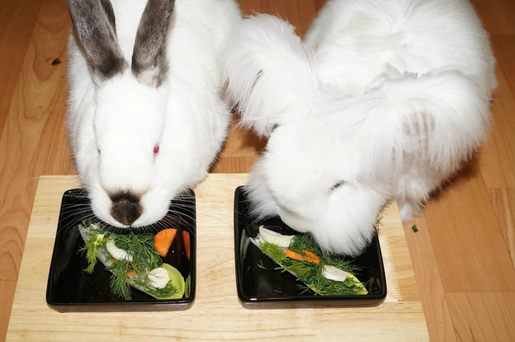 Lista warzyw dozwolonych w żywieniu królików