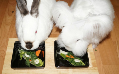 Lista warzyw dozwolonych w żywieniu królików