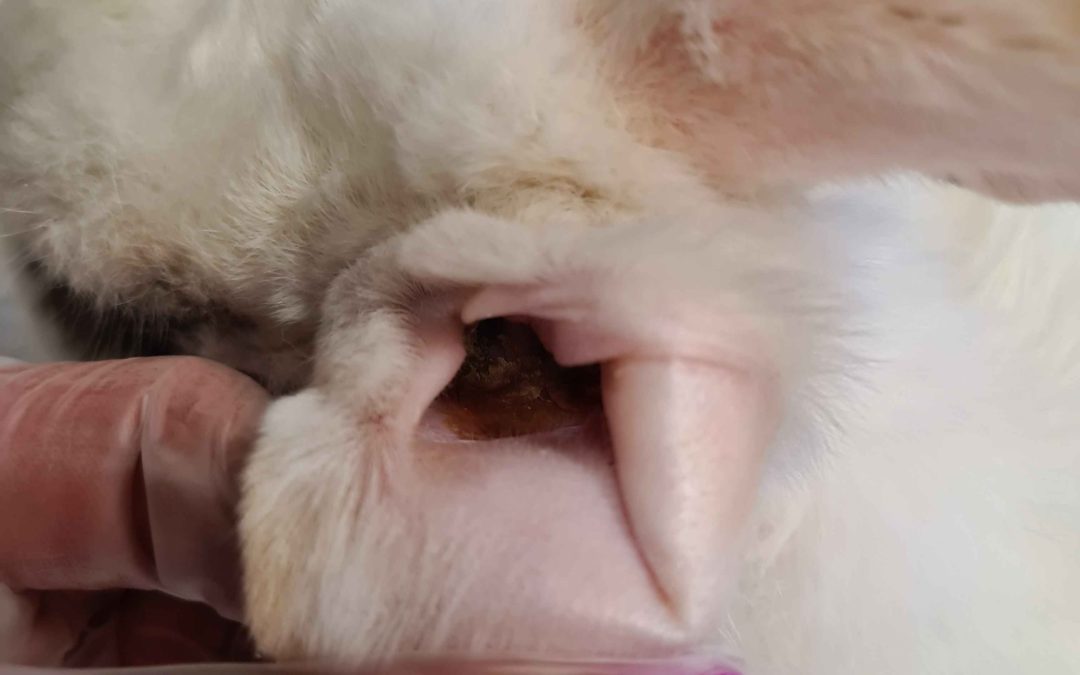 Higiena uszu u niepełnosprawnych królików i gryzoni