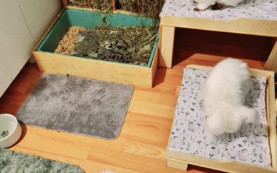 Wzbogacenia środowiska dla królików- jak urządzić królicze mieszkanie?