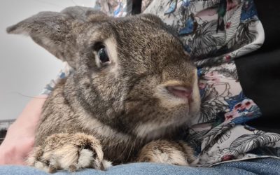 Masaż rozluźniający królika- film
