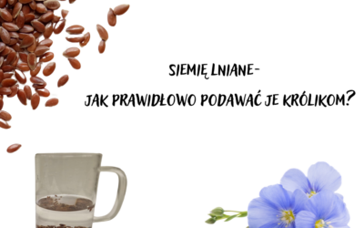 Siemię lniane- jak prawidłowo podawać je królikom?