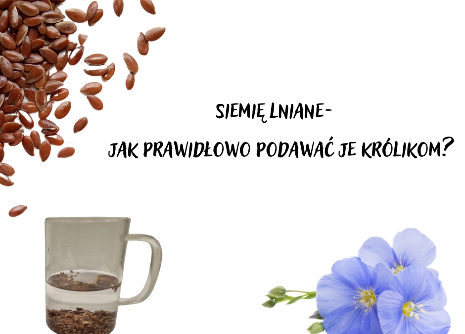 Siemię lniane- jak prawidłowo podawać je królikom?
