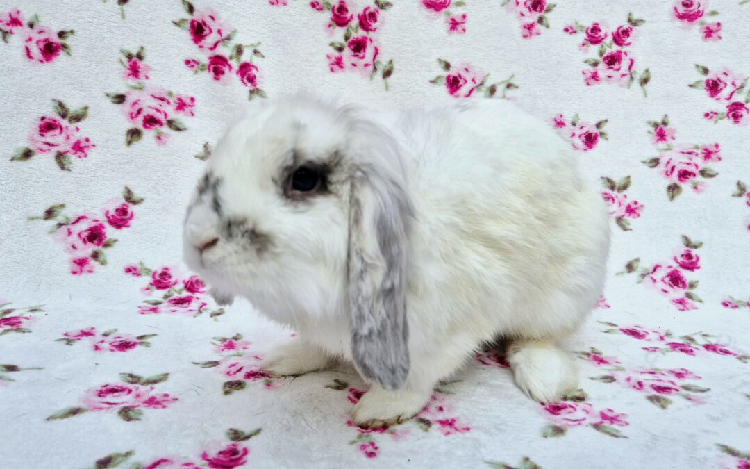 Królik Kefir