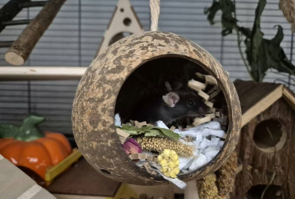 Myszki samice stado 3