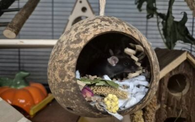 Myszki samice stado 3