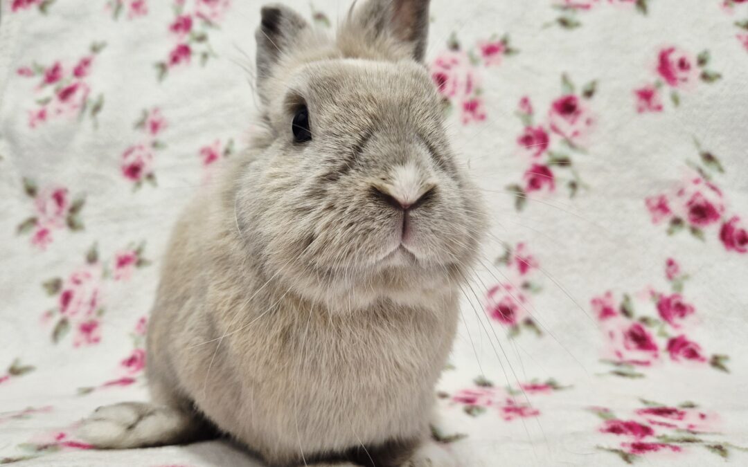 Królik Karmelka