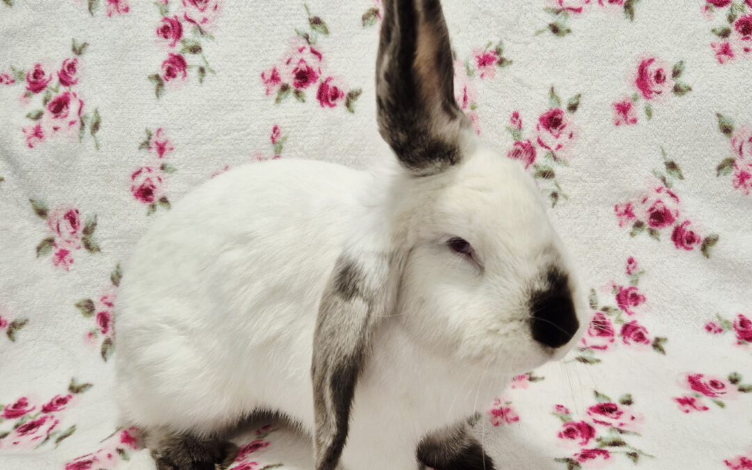 Królik Niedźwiedziówka