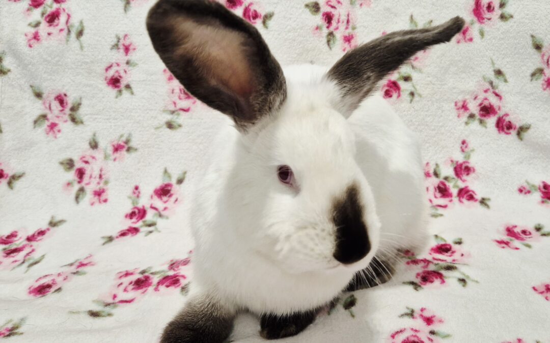 Królik Przeplatka