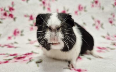 Świnka morska Krasula