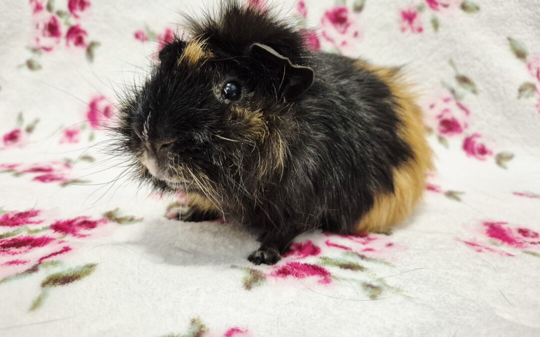 Świnka morska Berberys