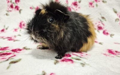 Świnka morska Berberys